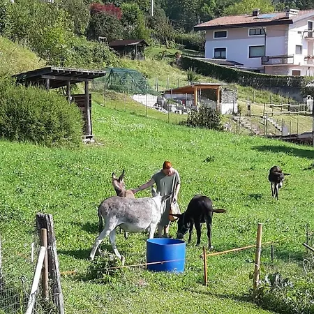 Il Pinguino D'oro